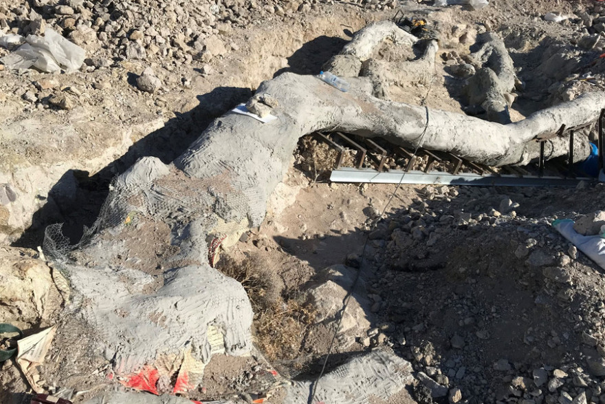 Λέσβος: Βρέθηκε εντυπωσιακό απολιθωμένο δέντρο με τα κλαδιά του - Δείτε φωτογραφίες