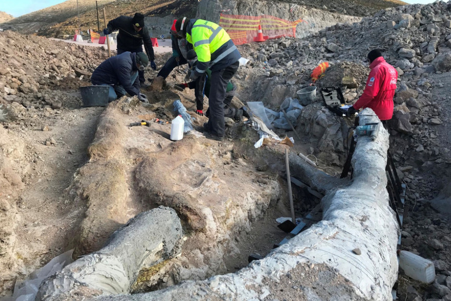 Λέσβος: Τι μαρτυρούν οι περίπου 50 απολιθωμένοι κορμοί δέντρων που βρέθηκαν στο νησί