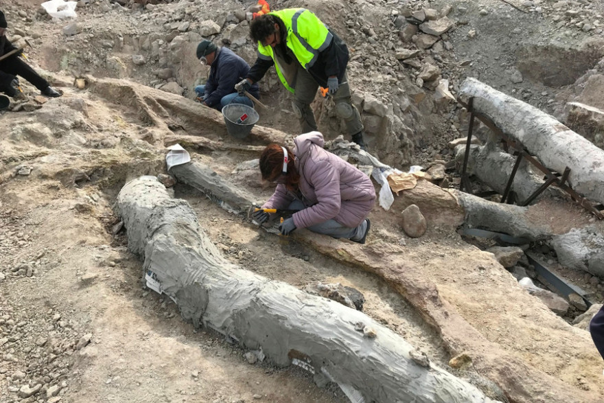 Λέσβος: Τι μαρτυρούν οι περίπου 50 απολιθωμένοι κορμοί δέντρων που βρέθηκαν στο νησί