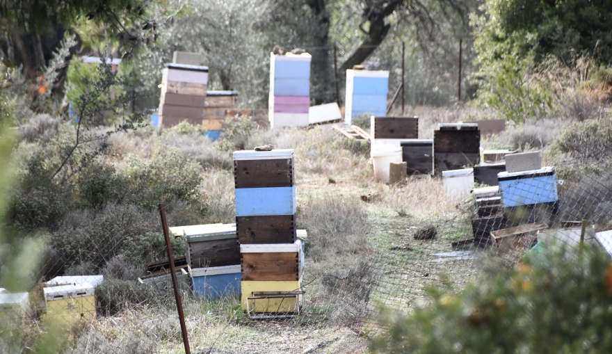 Δάσος Κεφαλαρίου: Στο έλεος της εγκατάλειψης και των ναρκομανών 