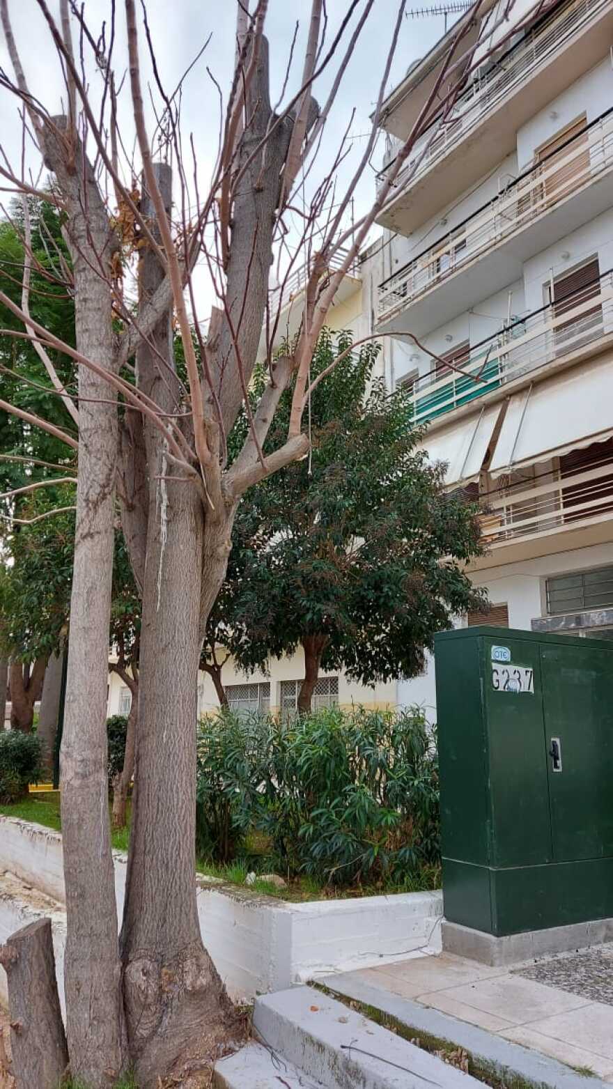 Θρίλερ στο Κερατσίνι με τον αλλοδαπό που βρέθηκε απαγχονισμένος σε δέντρο