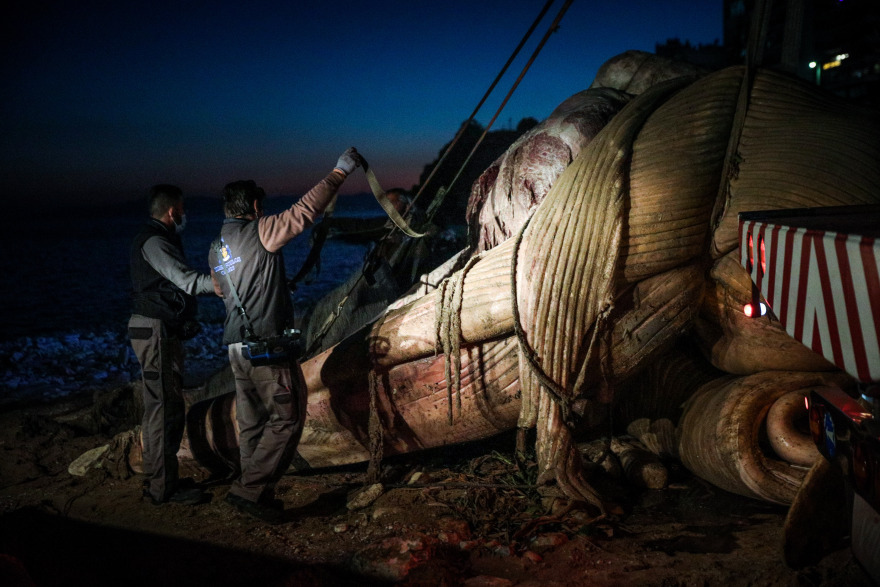 Νεκρή φάλαινα στον Πειραιά: Χτύπημα σε προπέλα η πιθανή αιτία θανάτου
