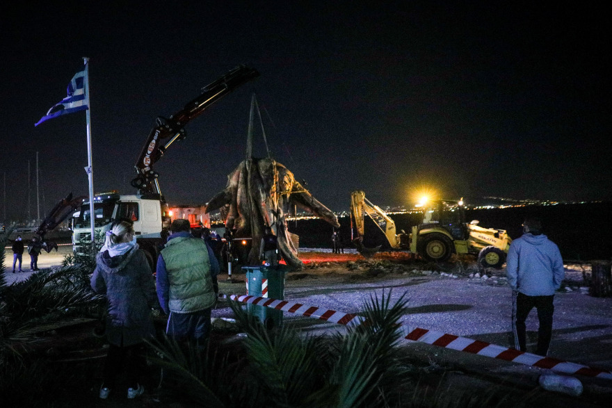 Νεκρή φάλαινα στον Πειραιά: Χτύπημα σε προπέλα η πιθανή αιτία θανάτου