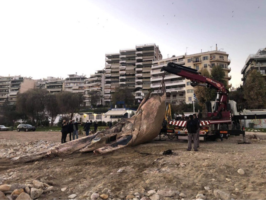 Πειραιάς: Νεκρή φάλαινα ξεβράστηκε στη Φρεαττύδα - Δείτε βίντεο
