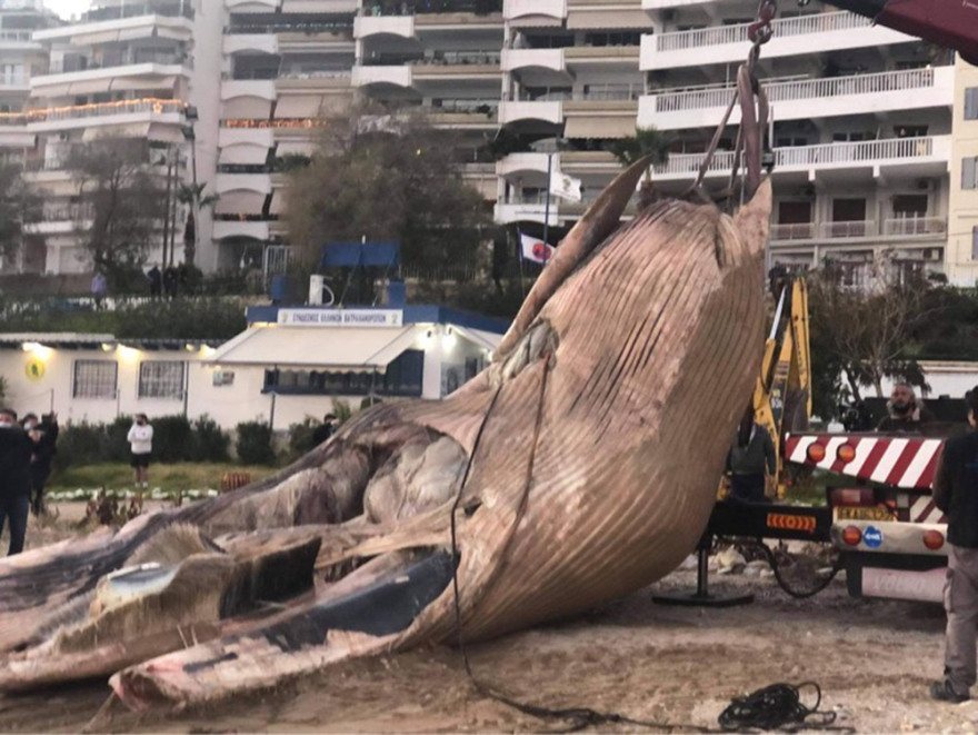 Πειραιάς: Νεκρή φάλαινα ξεβράστηκε στη Φρεαττύδα - Δείτε βίντεο