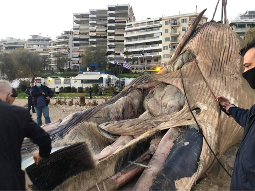 Πειραιάς: Νεκρή φάλαινα ξεβράστηκε στη Φρεαττύδα - Δείτε βίντεο