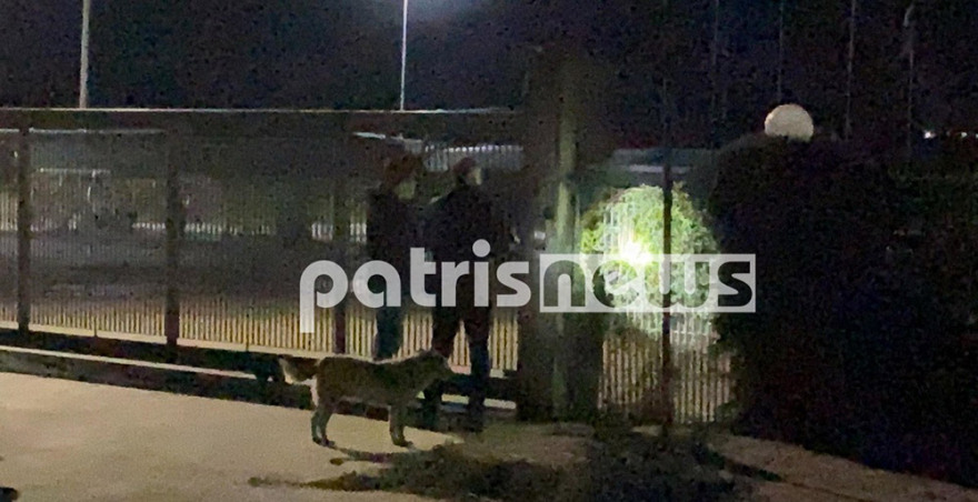 Φρίκη στα Λεχαινά: Σκυλιά κατασπάραξαν φύλακα - Τι είδε η ιατροδικαστής