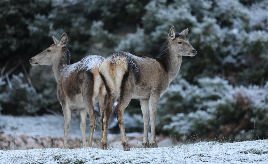 Καιρός: Κακοκαιρία «Λέανδρος»: Χιόνια και στα βόρεια ορεινά της Αττικής τη νύχτα - Νέοι χάρτες, βίντεο