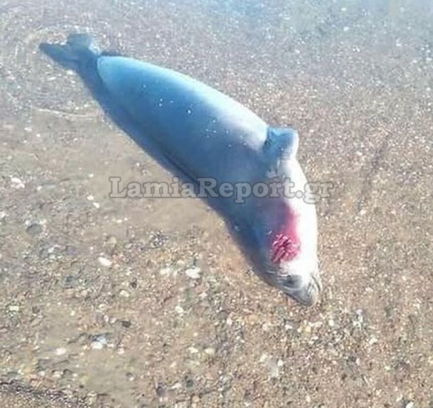 Φθιώτιδα: Νεκρή μεσογειακή φώκια ξεβράστηκε σε παραλία