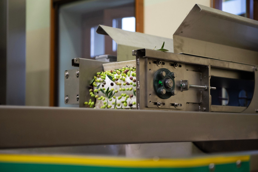 Μυτιλήνη: Η «πράσινη» επένδυση με τις 40.000 ελιές που έδωσε ζωή στον τόπο