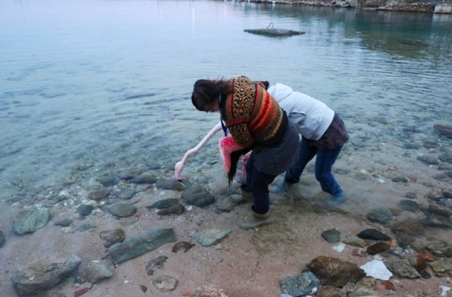 Ν. Ποτίδαια: Έσωσαν φλαμίνγκο από τα πλοκάμια χταποδιού