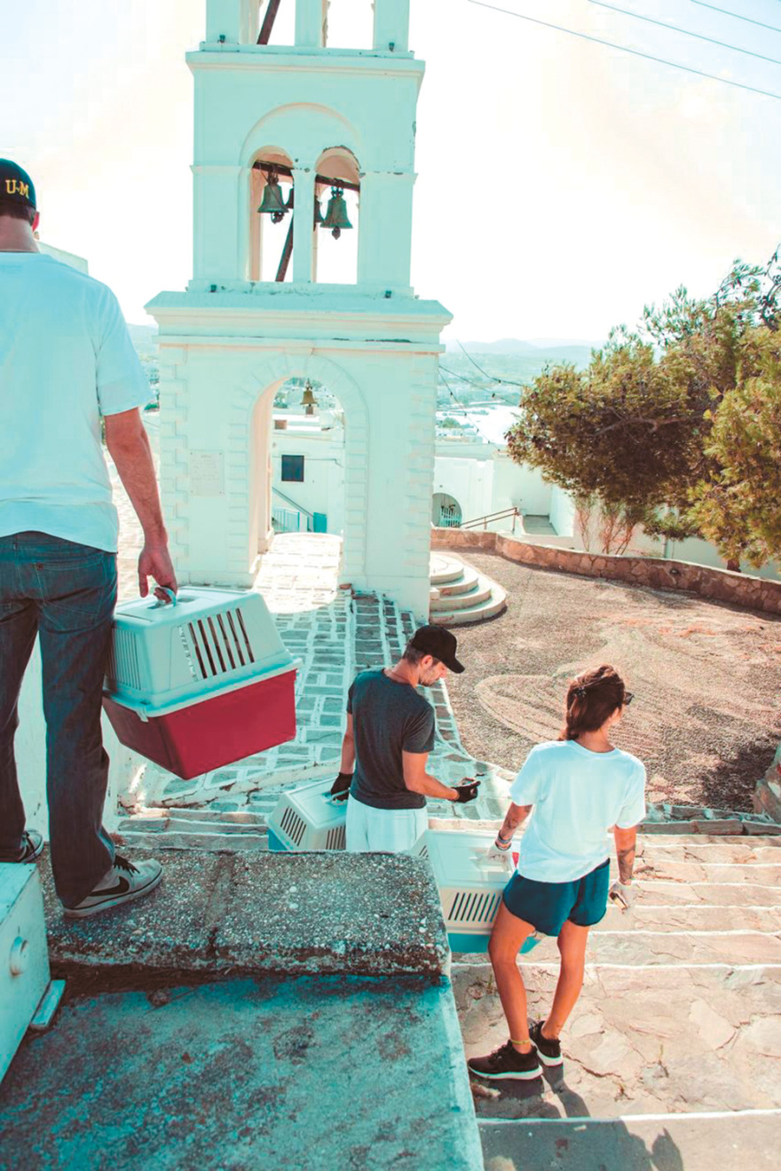 Στείρωση αδέσποτων και ιδιόκτητων ζώων, η μόνη λύση