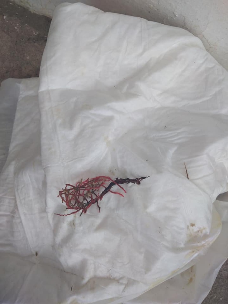 Απίστευτη κτηνωδία στην Κρήτη: Έβγαλαν τα μάτια γάτας και τη βασάνισαν 