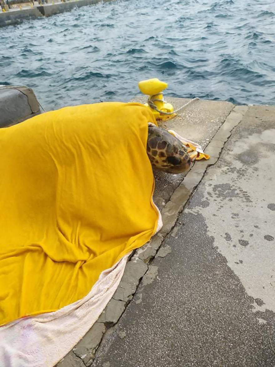 Λέρος: Εντοπίστηκε τραυματισμένη καρέτα - καρέτα στο λιμάνι - Δείτε βίντεο