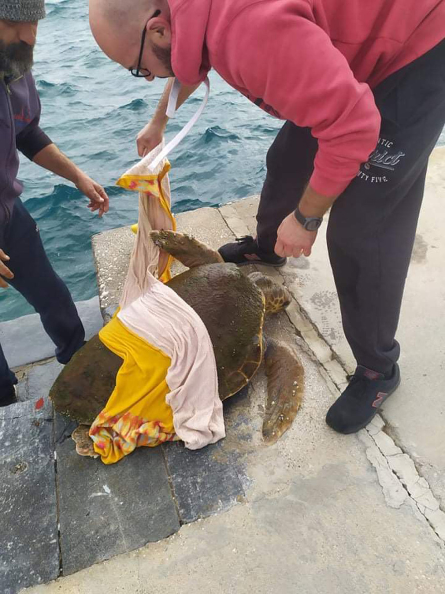 Λέρος: Εντοπίστηκε τραυματισμένη καρέτα - καρέτα στο λιμάνι - Δείτε βίντεο