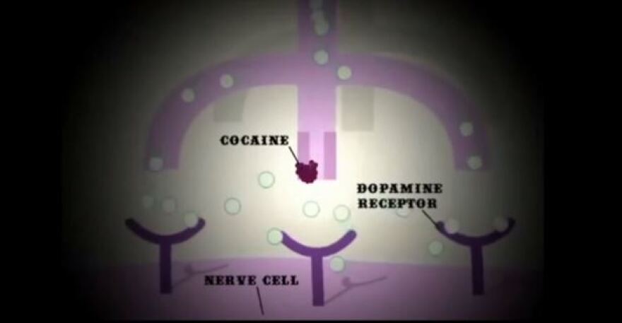 Αποκαλυπτική μελέτη για την κοκαΐνη: Πώς μετατρέπει σε... κανίβαλους τα εγκεφαλικά κύτταρα!