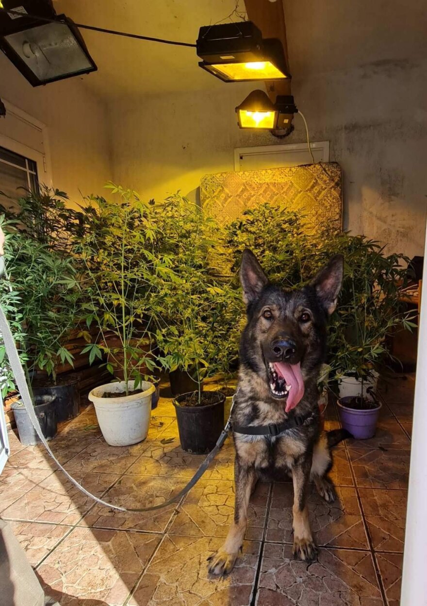 Η «Άνκω» βρήκε δύο χασισοφυτείες εσωτερικού χώρου στη Χίο