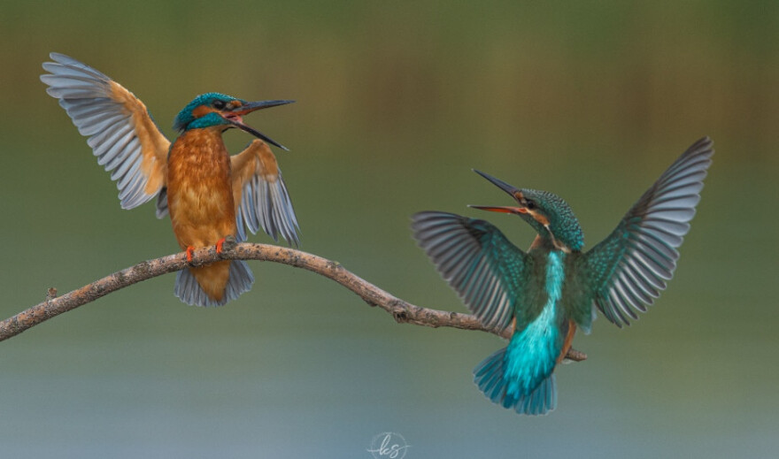 Καστοριά: Ο καβγάς ανάμεσα σε ένα ζευγαράκι... αλκυόνες πήρε το πρώτο βραβείο σε διαγωνισμό φωτογραφίας!