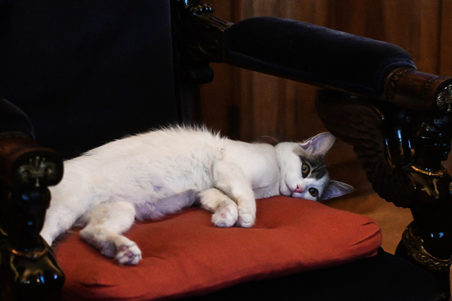 Η γατούλα της Σακελλαροπούλου έκανε «κατάληψη» στο Προεδρικό Μέγαρο