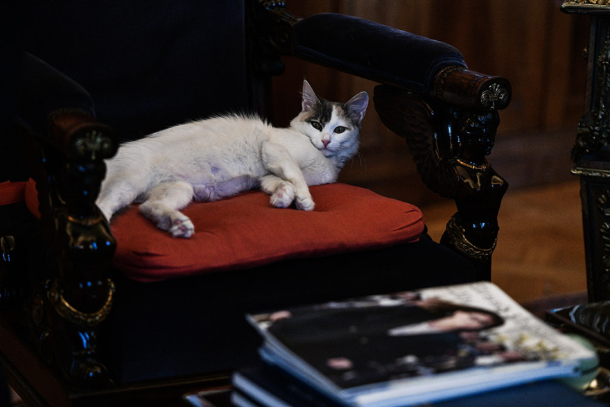 Η γατούλα της Σακελλαροπούλου έκανε «κατάληψη» στο Προεδρικό Μέγαρο