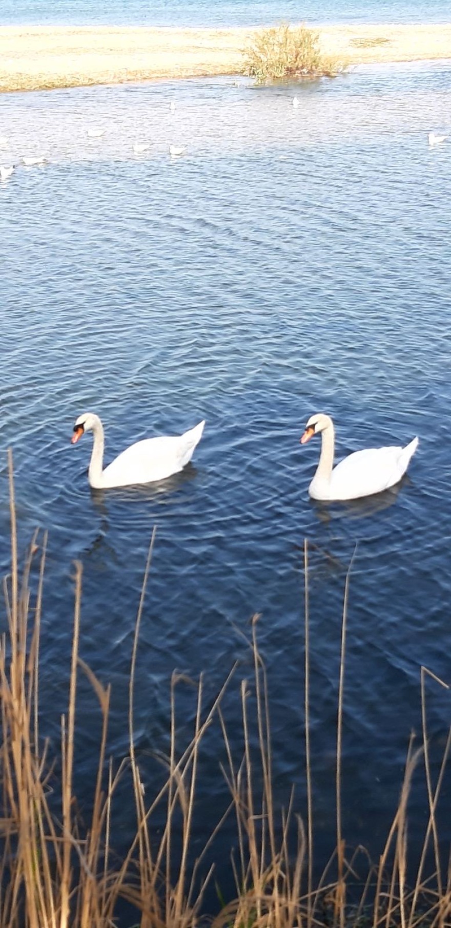  Κύκνοι μετά από χρόνια στο λιμάνι της Ραφήνας - Θεωρείται προμήνυμα της κακοκαιρίας