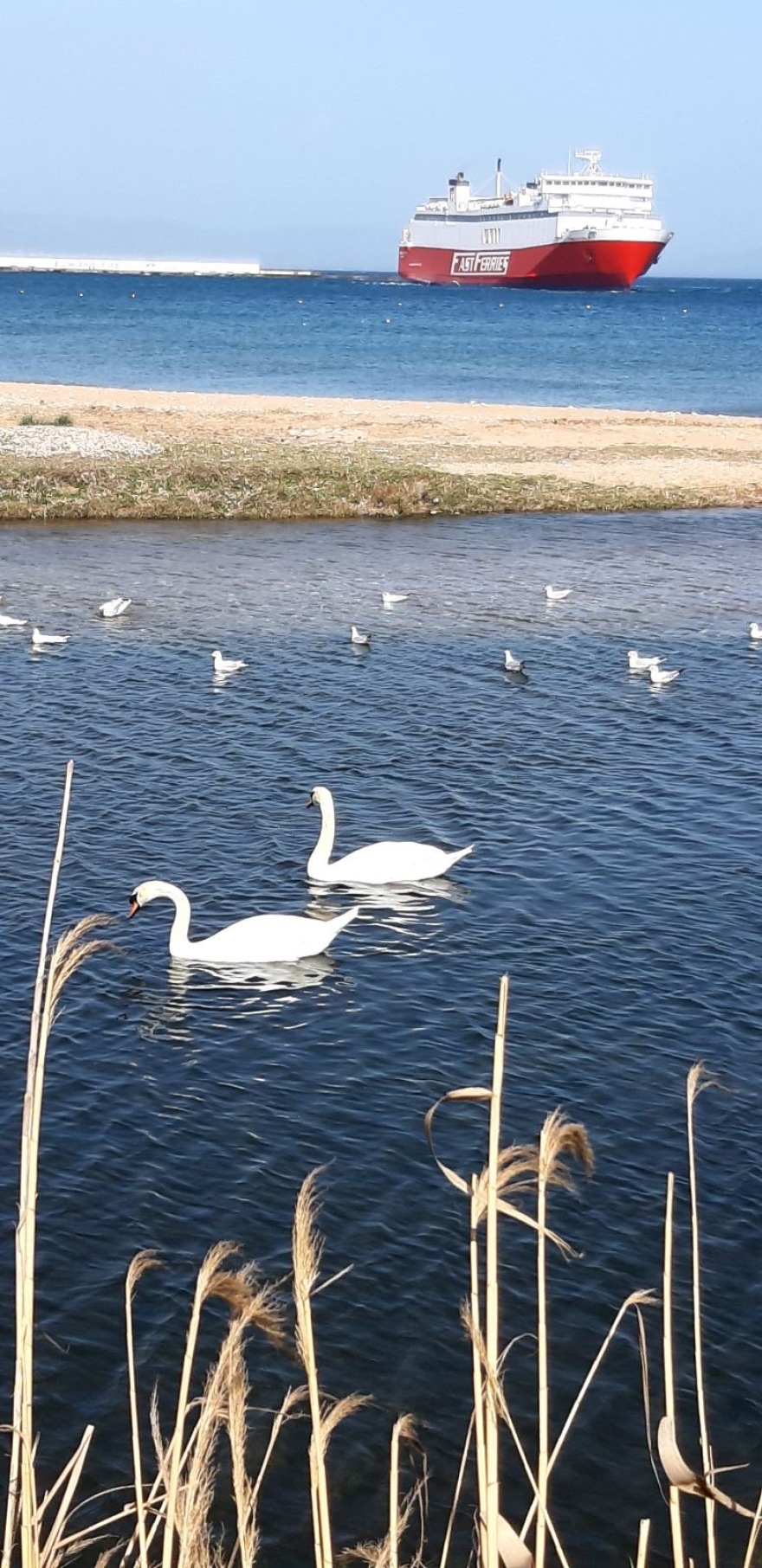  Κύκνοι μετά από χρόνια στο λιμάνι της Ραφήνας - Θεωρείται προμήνυμα της κακοκαιρίας