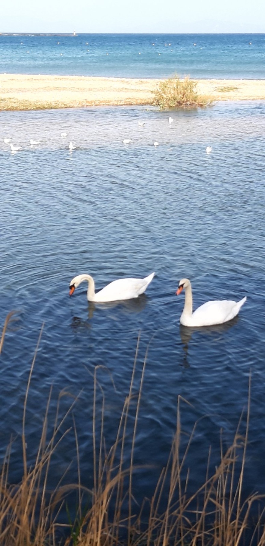  Κύκνοι μετά από χρόνια στο λιμάνι της Ραφήνας - Θεωρείται προμήνυμα της κακοκαιρίας