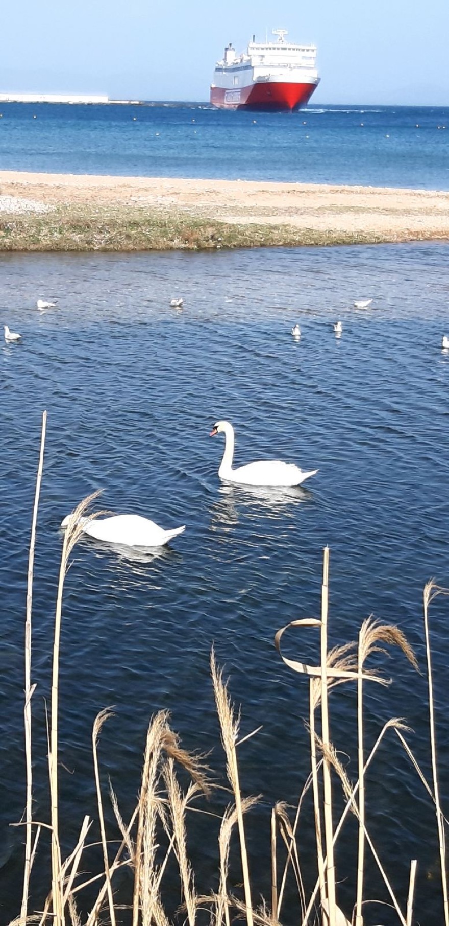  Κύκνοι μετά από χρόνια στο λιμάνι της Ραφήνας - Θεωρείται προμήνυμα της κακοκαιρίας