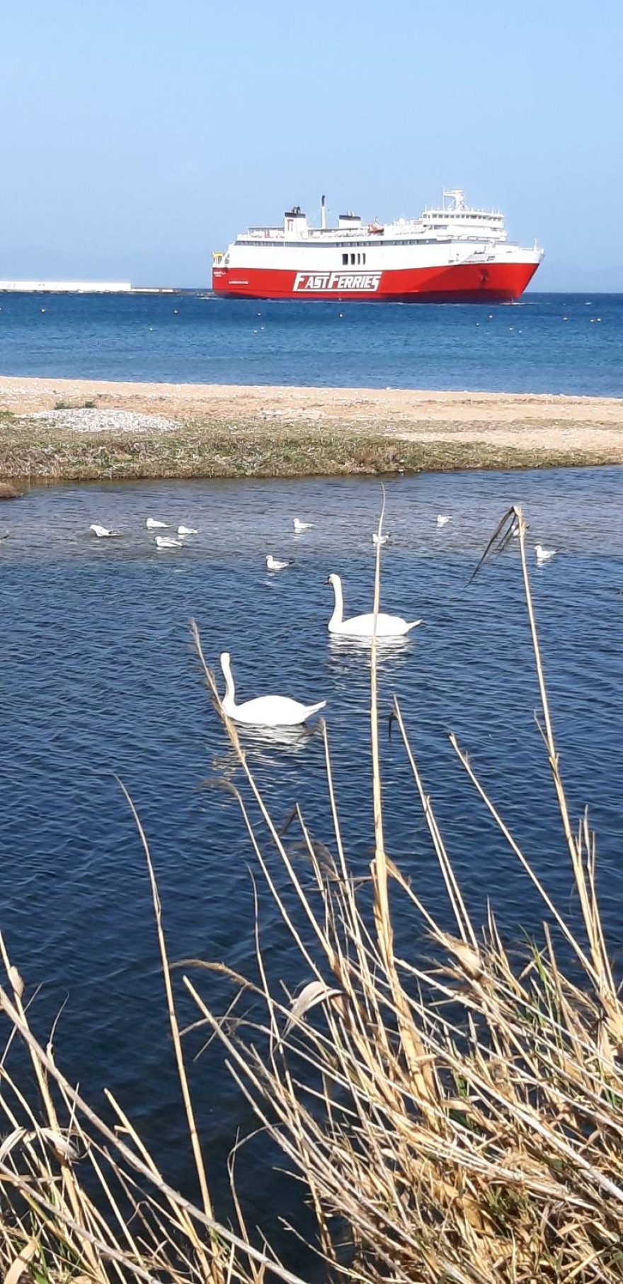  Κύκνοι μετά από χρόνια στο λιμάνι της Ραφήνας - Θεωρείται προμήνυμα της κακοκαιρίας