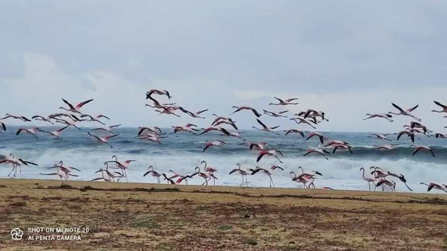 Χαλκιδική: Και φλαμίνγκο έφερε η κακοκαιρία!