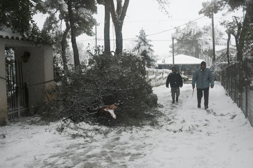 Καιρός - Κακοκαιρία Μήδεια: Αυτοκίνητα στον Διόνυσο καταπλακώθηκαν από δέντρα 
