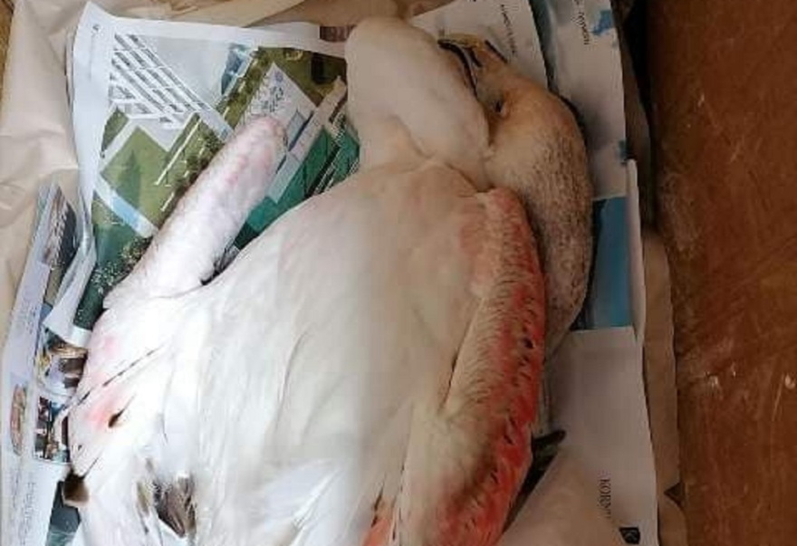 Τι συμβαίνει με τα φλαμίνγκο στη Χαλκιδική;