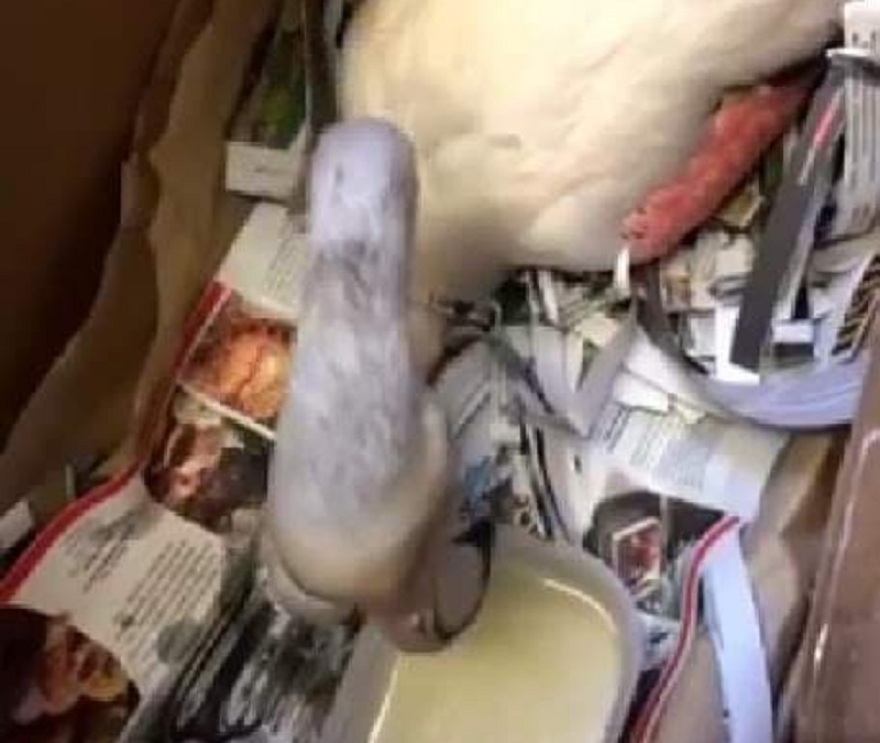 Τι συμβαίνει με τα φλαμίνγκο στη Χαλκιδική;