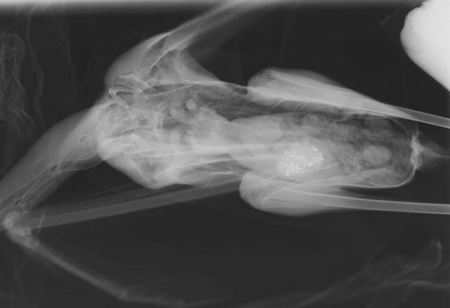 Τι συμβαίνει με τα φλαμίνγκο στη Χαλκιδική;