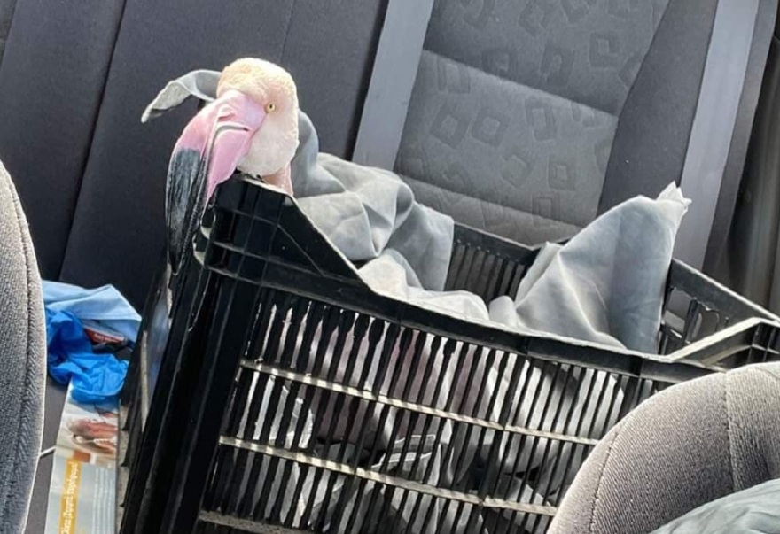 Τι συμβαίνει με τα φλαμίνγκο στη Χαλκιδική;