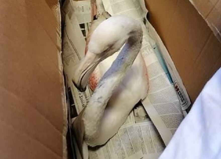 Τι συμβαίνει με τα φλαμίνγκο στη Χαλκιδική;