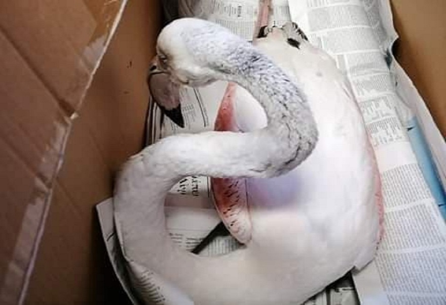 Τι συμβαίνει με τα φλαμίνγκο στη Χαλκιδική;