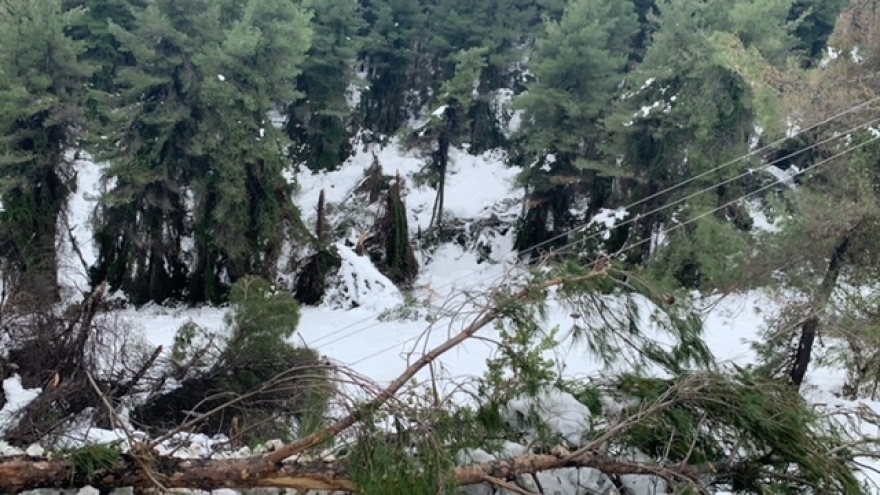 Απίστευτη καταστροφή στη Βόρεια Εύβοια: Κατέρρευσαν δέντρα πάνω σε κολώνες της ΔΕΗ