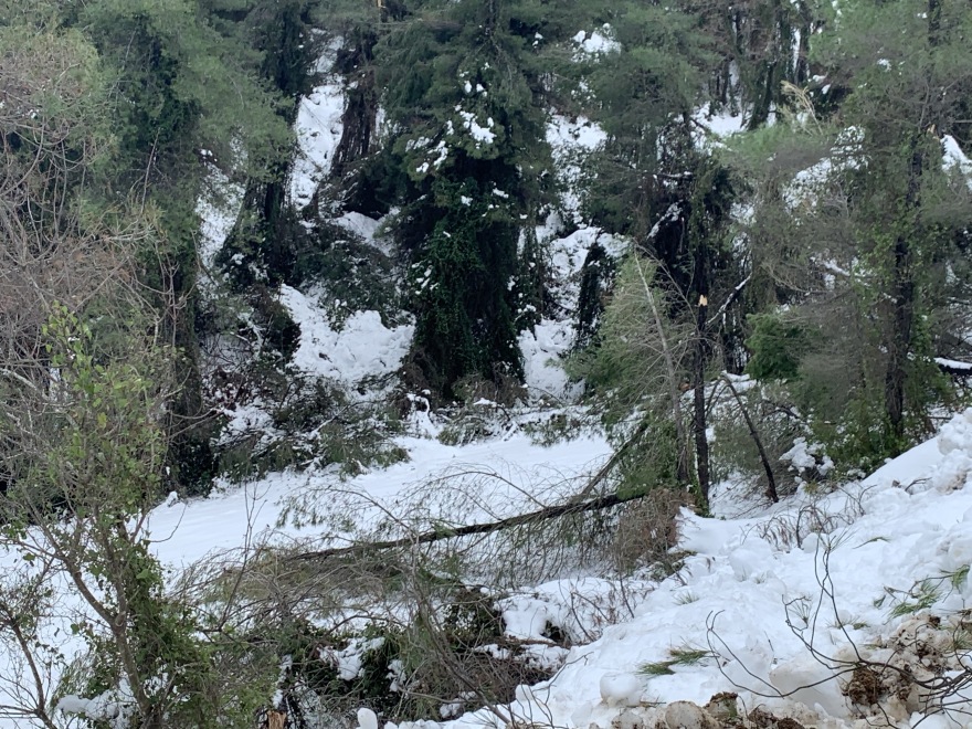 Απίστευτη καταστροφή στη Βόρεια Εύβοια: Κατέρρευσαν δέντρα πάνω σε κολώνες της ΔΕΗ