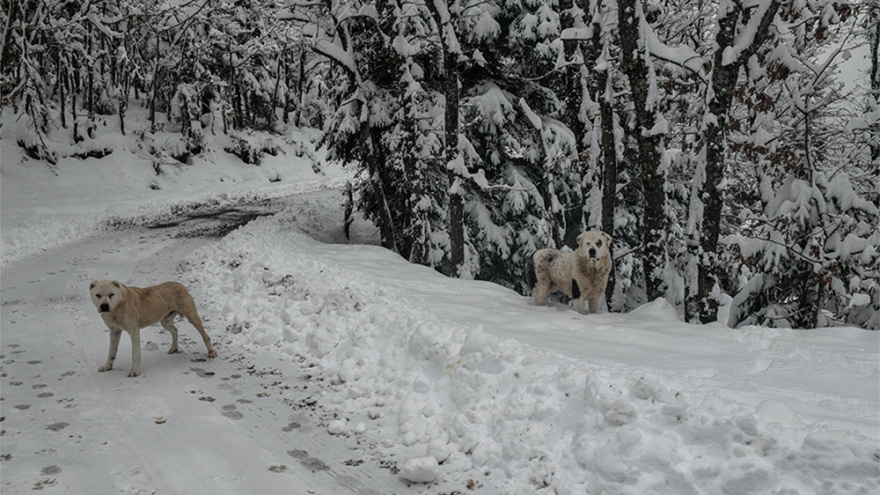 Η λίμνη Πλαστήρα χιονισμένη! - Δείτε εντυπωσιακές εικόνες