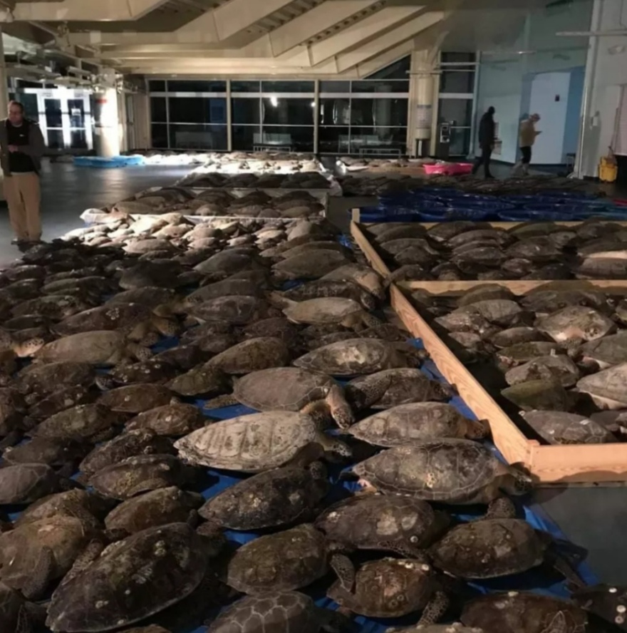 ΗΠΑ: 7.000 θαλάσσιες χελώνες παγωμένες στις ακτές του Τέξας - Επιχείρηση διάσωσης