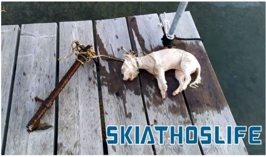 Σκιάθος:  Έδεσαν σκυλάκι σε σωλήνα και το έπνιξαν