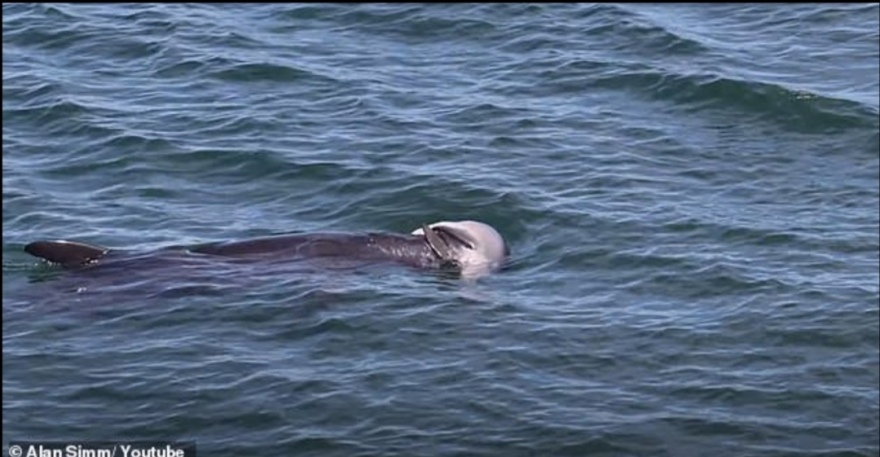 Σπαρακτικό βίντεο: Δελφίνι αρνείται να αποχωριστεί το νεκρό βρέφος του!
