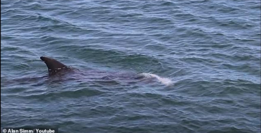 Σπαρακτικό βίντεο: Δελφίνι αρνείται να αποχωριστεί το νεκρό βρέφος του!