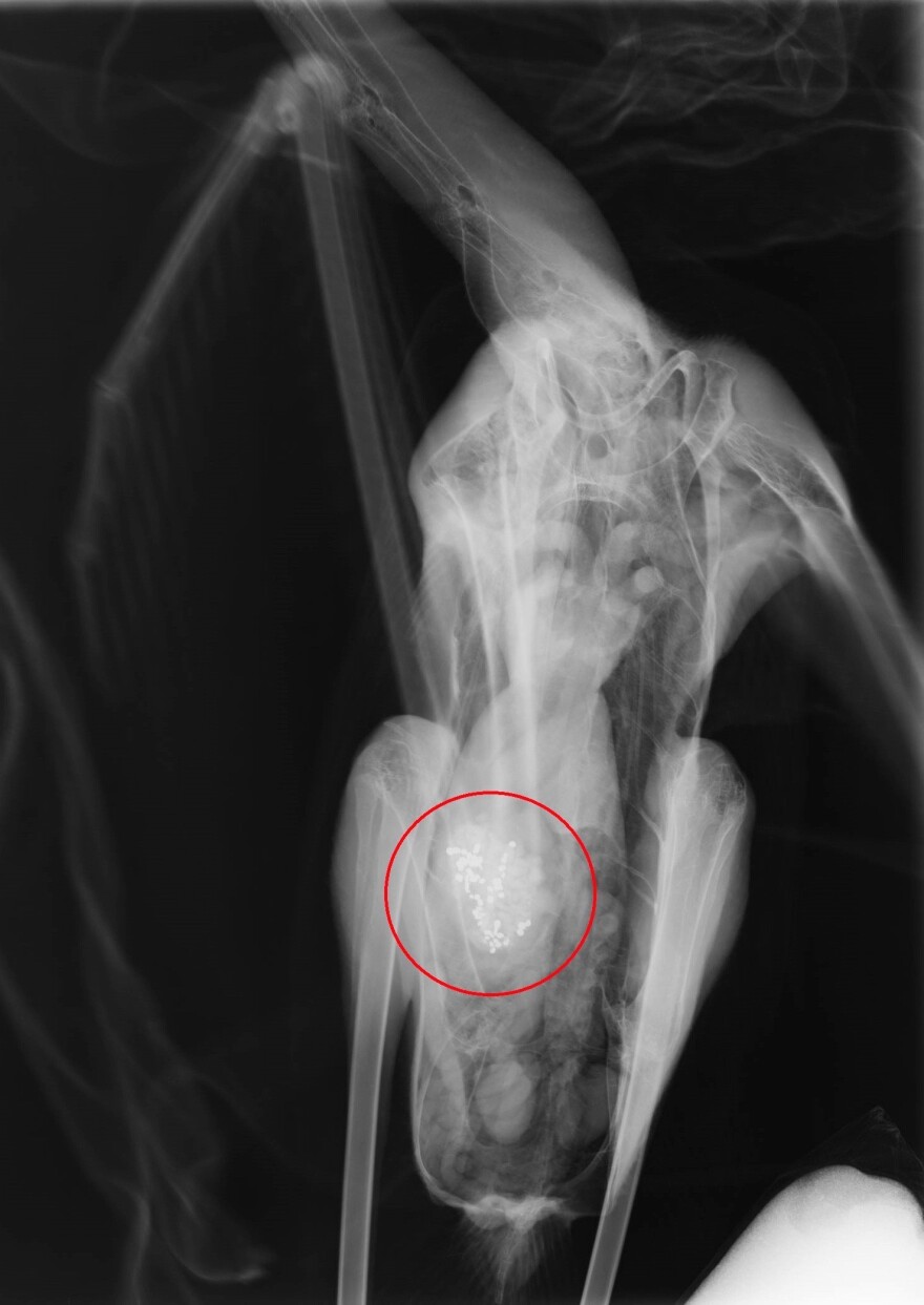 Γιατί πεθαίνουν τα φλαμίνγκο στη λιμνοθάλασσα του Αγίου Μάμα