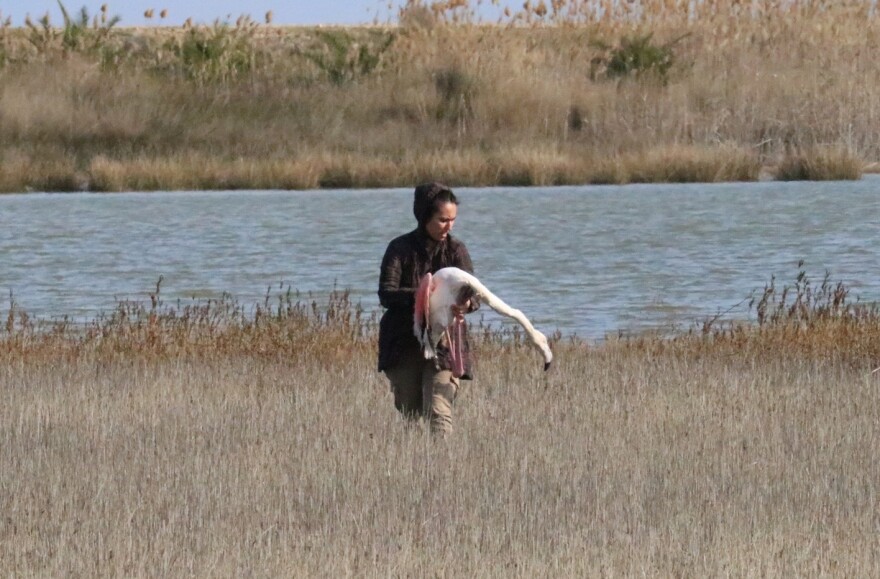 Γιατί πεθαίνουν τα φλαμίνγκο στη λιμνοθάλασσα του Αγίου Μάμα
