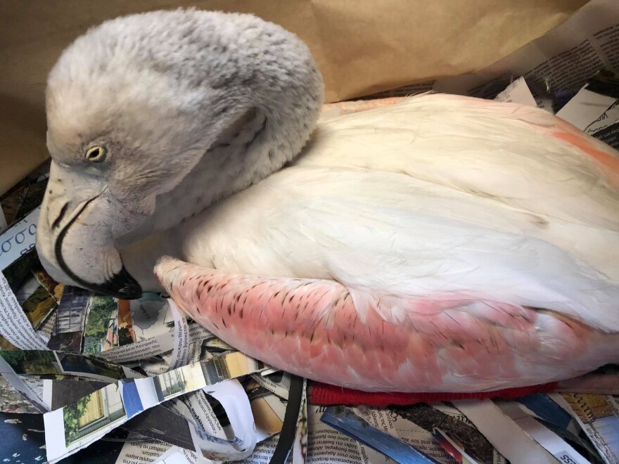 Γιατί πεθαίνουν τα φλαμίνγκο στη λιμνοθάλασσα του Αγίου Μάμα