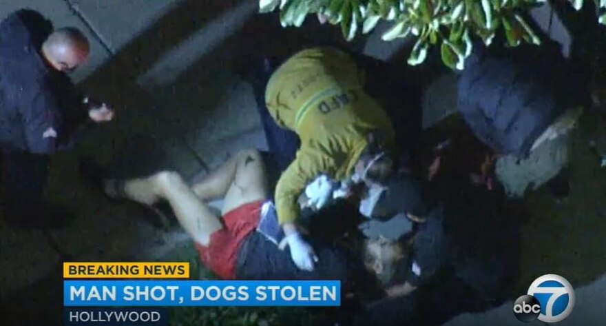 Lady Gaga: Άγνωστοι πυροβόλησαν τον εκπαιδευτή σκύλων της και έκλεψαν τα δύο γαλλικά bulldogs της