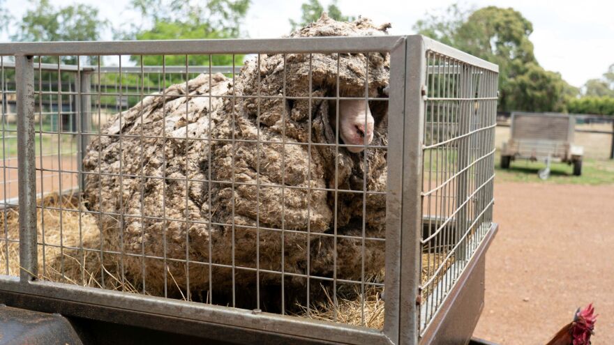 Μπαράκ: Το πρόβατο που έχασε... 35 κιλά μαλλί