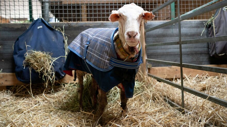 Μπαράκ: Το πρόβατο που έχασε... 35 κιλά μαλλί